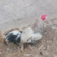 حیوانات مزرعه
