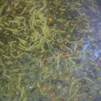 سفارش گرفتن غذای خانگی