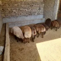 قوچ‌ همو|حیوانات مزرعه|قوچان, |دیوار