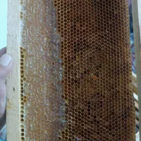 عسل عمده مستقیم از استراکتور|خوردنی و آشامیدنی|تهران, ترمینال غرب|دیوار