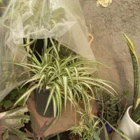 فروش گل ولوازم