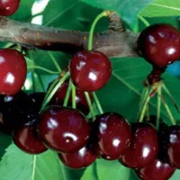 گیلاس سیاه ، نهال در نهالستان بزرگ استان