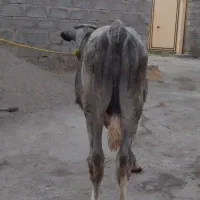 دوعدد گوساله نر