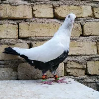 کفتر شهری یال، ، دمبی|پرنده|شیراز, شهرک فرزانگان|دیوار