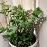 گل زامفولیا فروشی ازآمل