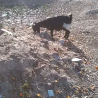 بز چاق|حیوانات مزرعه|بیرجند, |دیوار