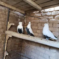 کبوتر|پرنده|آباده, |دیوار