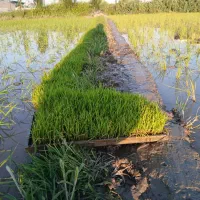 بذر سینی نشا