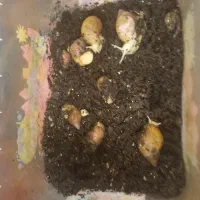 حلزون آچاتینا