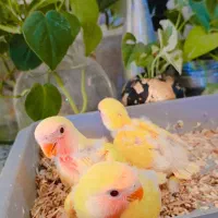 طوطی کتوله|پرنده|سیرجان, |دیوار