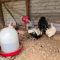دو مرغ و خروس چینی