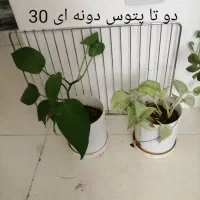 گلهای طبیعی بدلیل اسباب کشی، بلوار طلاییه|گل و گیاه طبیعی|شیراز, میانرود|دیوار