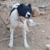 واگذاری سگ گله ای