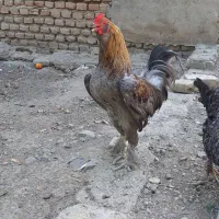 خروس لاری طوس و گلین و مرغ گلین
