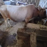 گاوشکمدار|حیوانات مزرعه|رشت, حومه رشت|دیوار