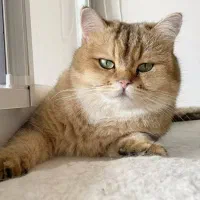 بریتیش گلد ماده