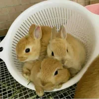 خرگوش مینیاتوری جرسی|موش و خرگوش|تهران, جیحون|دیوار