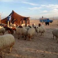 گوسفند آبستن