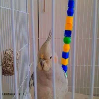 عروس هلندی|پرنده|تربتحیدریه, بالا ولایت|دیوار