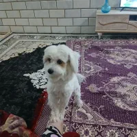 سگ شیتزو ماده باهوش