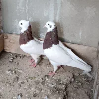 یه جفت طوقی قرمز|پرنده|میاندوآب, |دیوار