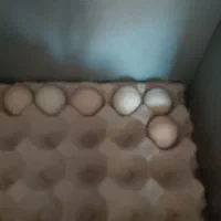تخم و جوجه لاری اصیل
