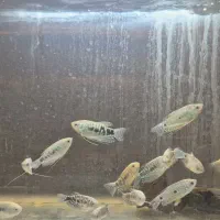 ماهی گیاهخوار