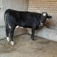 ۲راس نوبر اول شکم سیمینتال اصل جنس