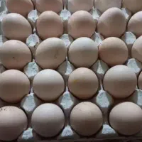تخم مرغ محلی تازه