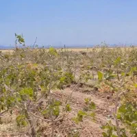 باغ پسته۱۰ساله  نزدیک شهر|فروش دفتر صنعتی، کشاورزی، تجاری|تربت جام, جامرود|دیوار