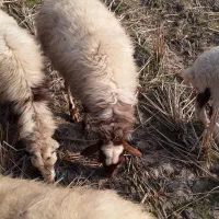 بره|حیوانات مزرعه|سنگر, |دیوار