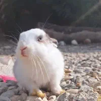 خرگوش|موش و خرگوش|دزفول, |دیوار