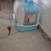 گربه بریتیش