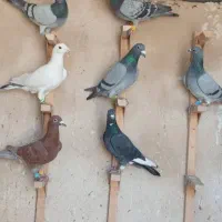 ۷تا. پلاکی  پرشی