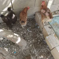 جوجه و خروس و غاز محلی