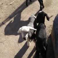 بره شیری|حیوانات مزرعه|شیدا, |دیوار