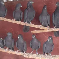 کبوتر کفتر خارجی انگلیسی ایرلندی رستاخیز|پرنده|تهران, شهید رجایی|دیوار