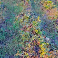 نهال توت فرنگی سابرینا نی ۱۳ تومان|گل و گیاه طبیعی|دلند, |دیوار