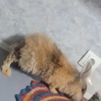 خرگوش لوپ|موش و خرگوش|اردبیل, |دیوار