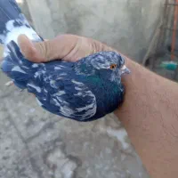 کفترپرشی،سرور،نروماده،جفتی ۱۲۰۰|پرنده|ری, عباسآباد|دیوار