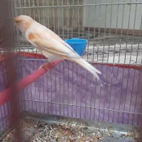 قناری چهار گل|پرنده|کوهدشت, |دیوار