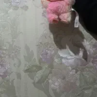 لبوبو|اسباببازی بچه|قم, لسانی|دیوار