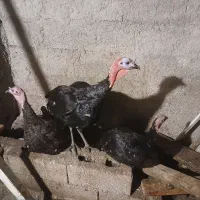 بوقلمون|حیوانات مزرعه|رضوانشهر, |دیوار