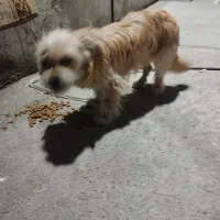 سگ پاکوتاه خونگی