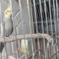 فروش عروس هلندی نر