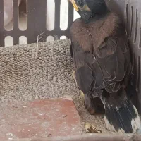 جوجه مینا