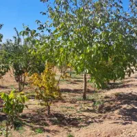 درمان پادردی