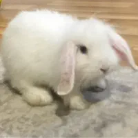 خرگوش ۳ماهه سفید چشم ابی
