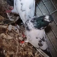 کفتر تیدی ساعت سنگین