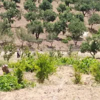 باغ سنددار۱۷۰۰متر در منطقه سامان شوراب امامیه|فروش زمین و ملک کلنگی|شهرکرد, |دیوار